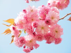 九州の桜名所で夜桜を楽しむ映えスポットは？