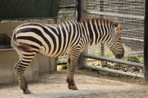 福岡から能古島へ行くフェリーで楽しむコスモスの見どころは？
