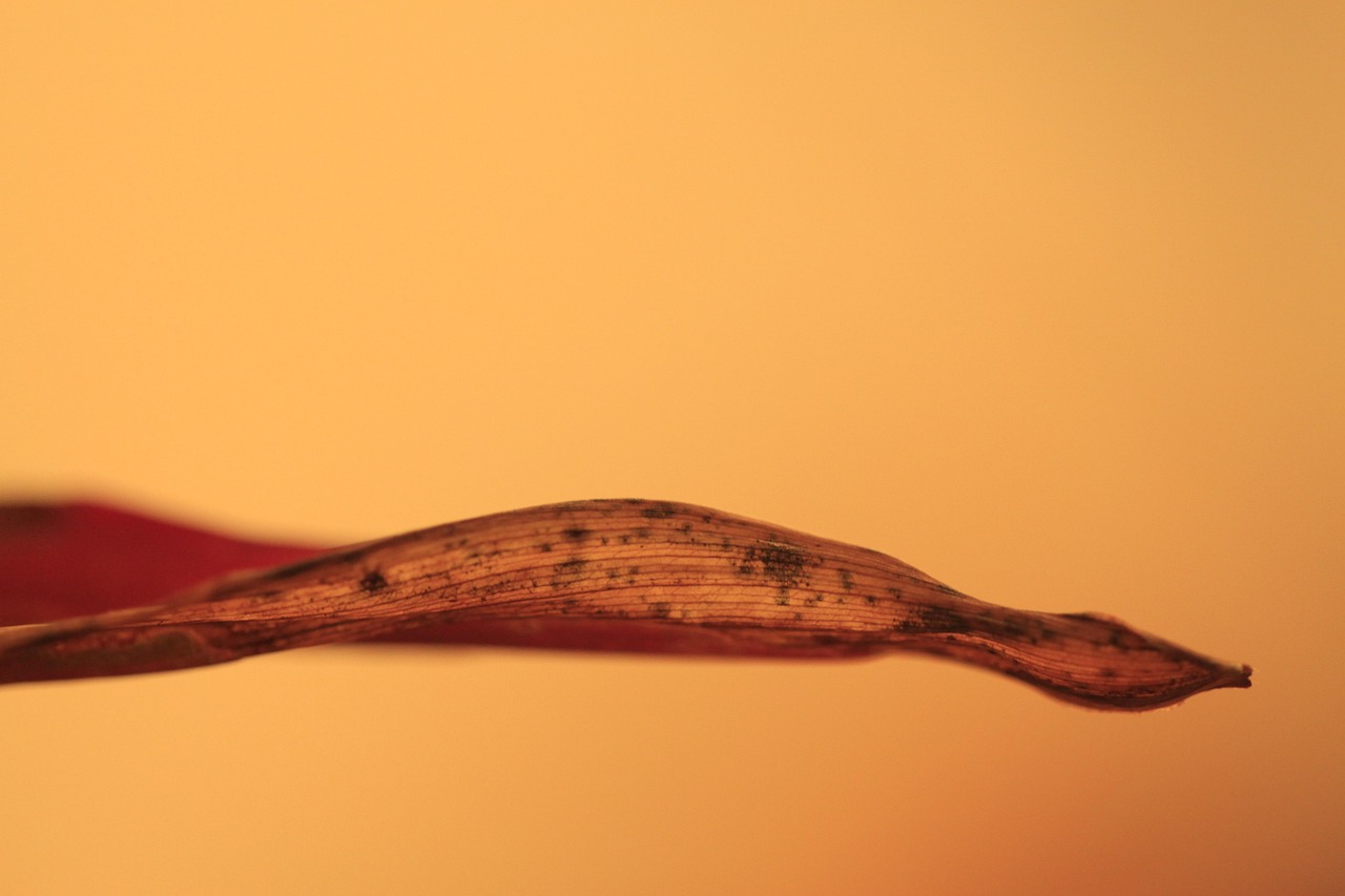 九州女子旅にぴったりなフォトスポットは？