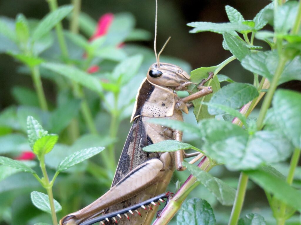 九州で絶対行きたい食べ歩きスポットはどこ？