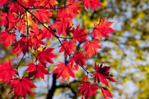 九州の紅葉スポットで人気の場所はどこですか？