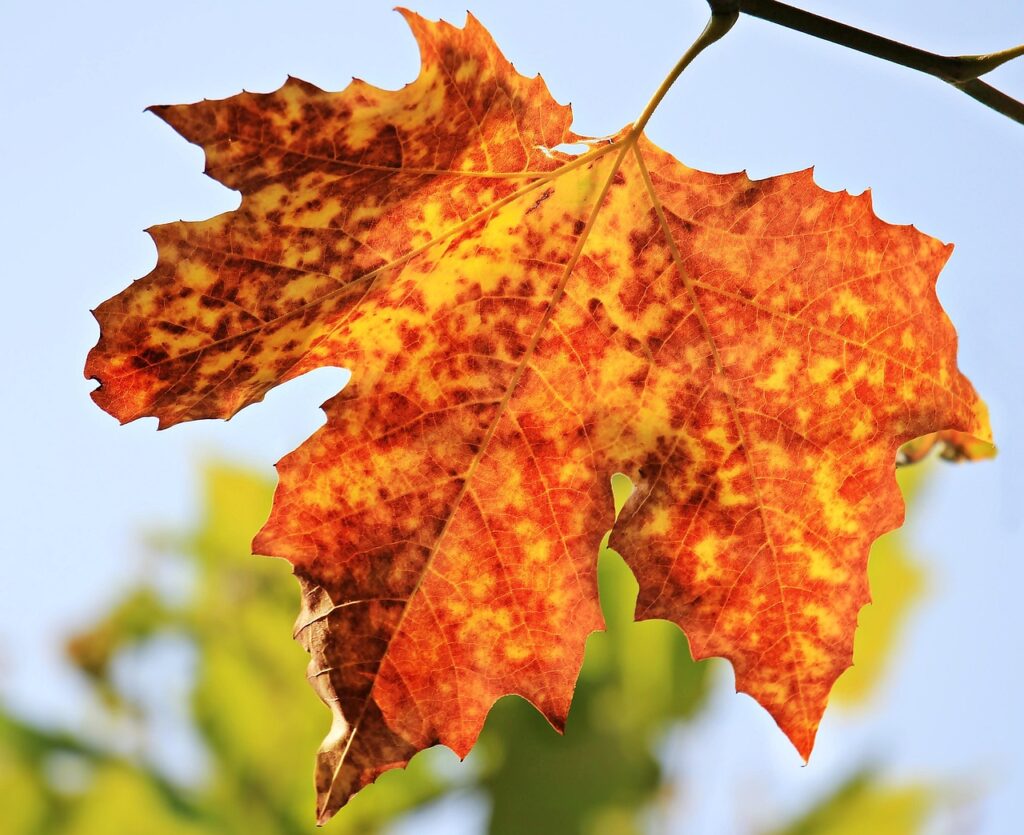 秋の九州で楽しむ女子旅のおすすめスポットは？