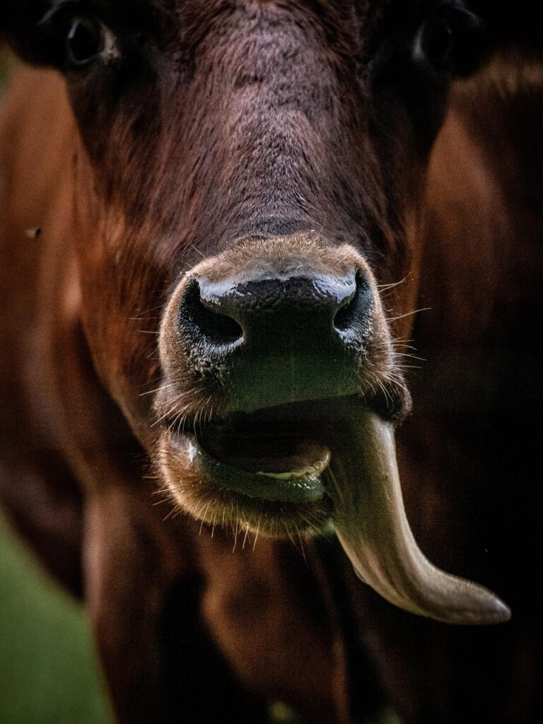 九州女子旅で楽しむご当地スイーツは？