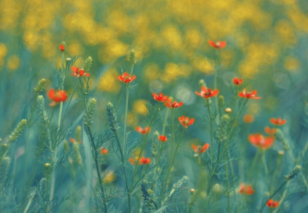 九州女子旅で楽しむ花の見頃はいつ？