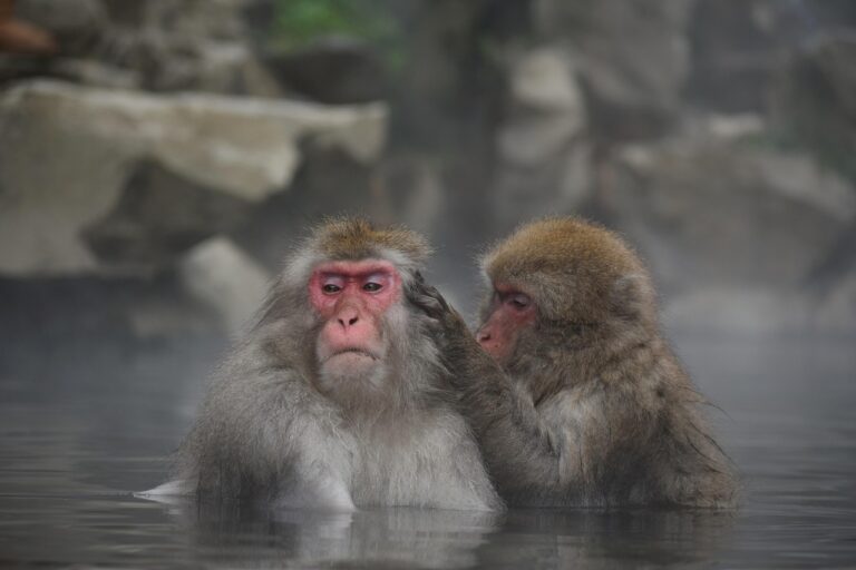 大分で女子旅におすすめの露天風呂付き旅館はどこ？