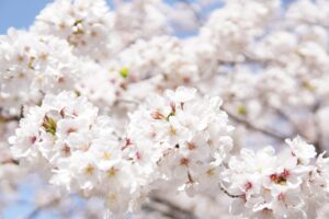 佐賀で女子旅！有田焼観光の楽しみ方は？